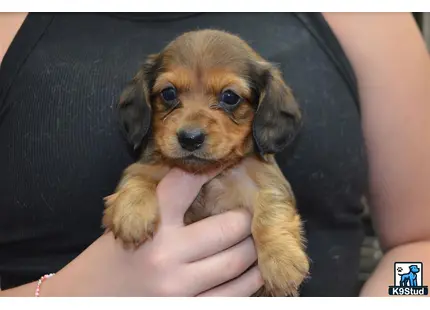 a person holding a dachshund puppy